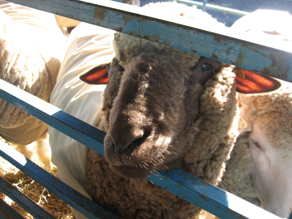 The friendliest sheep, in a canvas jacket